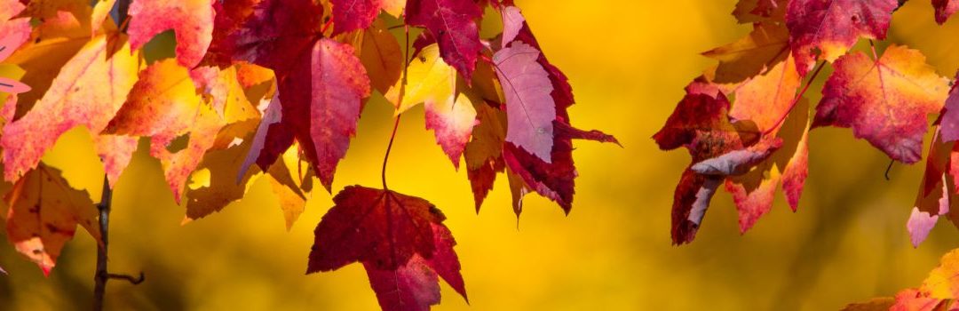 Chouchoutez vos cheveux : nos conseils pour protéger votre chevelure cet automne
