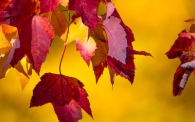Blog coiffure 4 Chouchoutez vos cheveux : nos conseils pour protéger votre chevelure cet automne